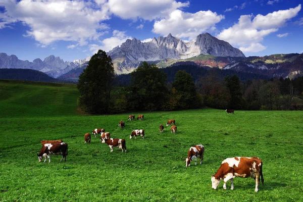 Vacas Pastando Frente Montanhas Wilder Kaiser Tirol Áustria — Fotografia de Stock