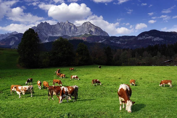 Cows Grazing Front Wilder Kaiser Mountains Tyrol Austria — Stock Photo, Image