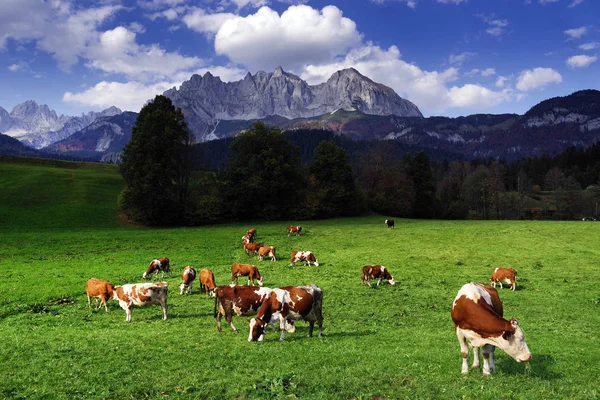 Krowy Pasące Się Przed Gór Wilder Kaiser Tyrol Austria — Zdjęcie stockowe