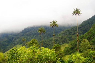 Cocora Vadisi,: Salento, Kolombiya, Güney Amerika
