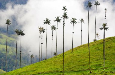 Cocora Vadisi,: Salento, Kolombiya, Güney Amerika'nın bulutlu manzara