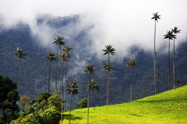 Cocora Vadisi,: Salento, Kolombiya, Güney Amerika