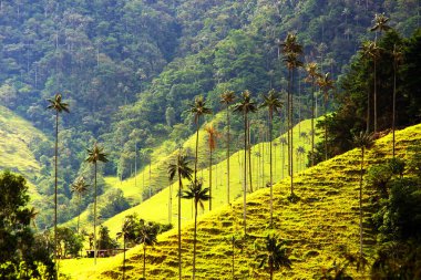 Cocora Vadisi,: Salento, Kolombiya, Güney Amerika'nın bulutlu manzara