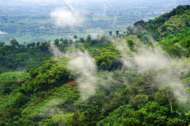 Cocora Vadisi,: Salento, Kolombiya, Güney Amerika