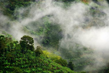 Tepeler Buenavista, Antioquia, Kolombiya yakınlarındaki kahve ve muz tarlaları kaplı. Kolombiya'da sisli ve sisli manzara