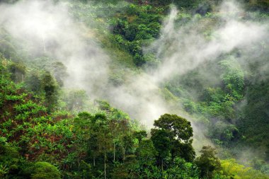 Yağmurlu manzara Buenavista, Quindio, Colombia, Güney Amerika
