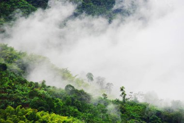 Yağmurlu manzara Buenavista, Quindio, Colombia, Güney Amerika