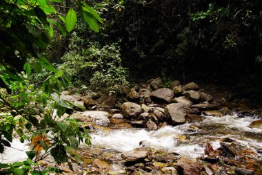 Cocora Vadisi,: Salento, Kolombiya, Güney Amerika'nın bulutlu manzara