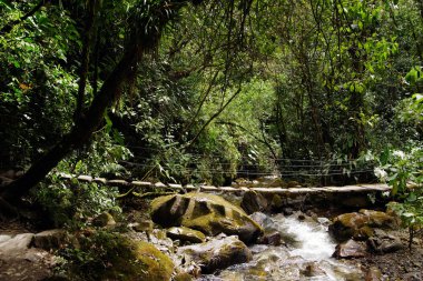 Cocora Vadisi,: Salento, Kolombiya, Güney Amerika'nın bulutlu manzara
