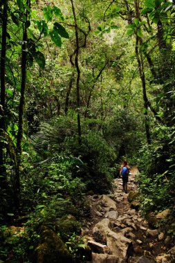 Cocora Vadisi,: Salento, Kolombiya, Güney Amerika'nın bulutlu manzara