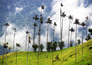 Cocora Vadisi Cordiliera Merkez,: Salento, Kolombiya, Güney Amerika