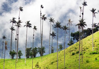 Cocora Vadisi,: Salento, Kolombiya, Güney Amerika'nın bulutlu manzara