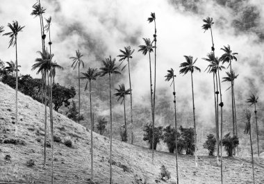 Cocora Vadisi Cordiliera Merkez,: Salento, Kolombiya, Güney Amerika