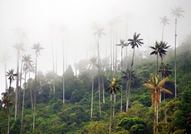 Cocora Vadisi,: Salento, Kolombiya, Güney Amerika'nın bulutlu manzara