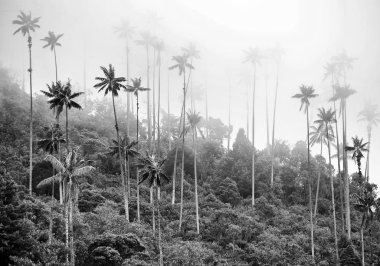 Cocora Vadisi Cordiliera Merkez,: Salento, Kolombiya, Güney Amerika