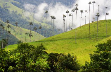 Cocora Vadisi,: Salento, Kolombiya, Güney Amerika'nın bulutlu manzara