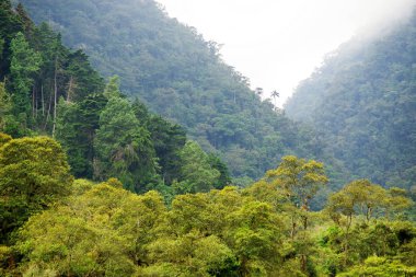 Cocora Vadisi,: Salento, Kolombiya, Güney Amerika'nın bulutlu manzara