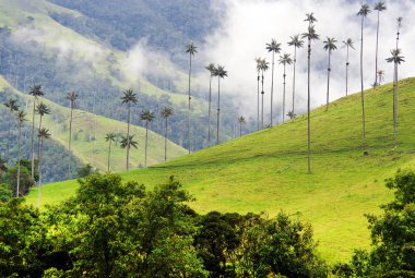 Cocora Vadisi Cordiliera Merkez,: Salento, Kolombiya, Güney Amerika