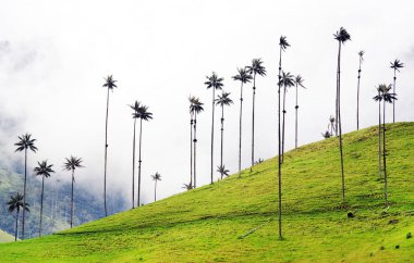 Cocora Vadisi,: Salento, Kolombiya, Güney Amerika'nın bulutlu manzara