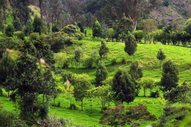 Cocora Vadisi,: Salento, Kolombiya, Güney Amerika'nın bulutlu manzara
