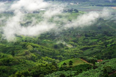Tepeler Buenavista, Antioquia, Kolombiya yakınlarındaki kahve ve muz tarlaları kaplı. Kolombiya'da sisli ve sisli manzara