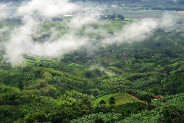 Hills covered in coffee and banana plantations near Buenavista, Antioquia, Colombia. Misty and foggy landscape in Colombia clipart