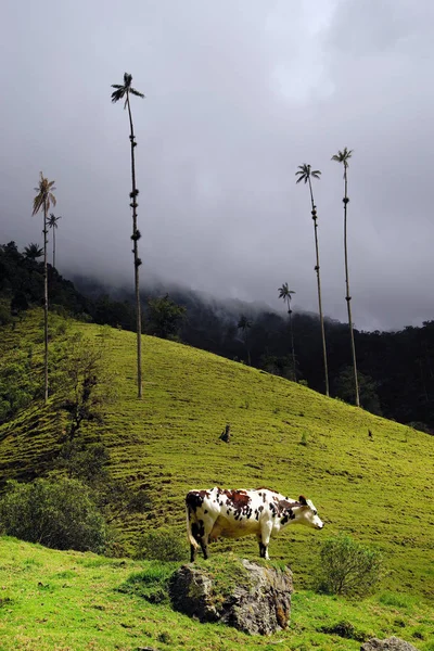 Cows Cocora Valley Cordiliera Central Salento Colombia South America — Stock Photo, Image