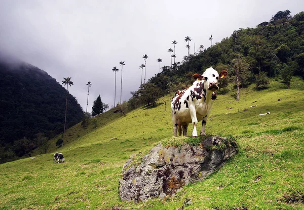 Kor Cocora Valley Cordiliera Central Salento Colombia Sydamerika — Stockfoto