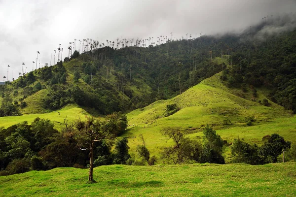 Valle Del Cocora Salento Colombia Sud America — Foto Stock