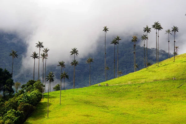 Valle Del Cocora Salento Colombia América Del Sur —  Fotos de Stock