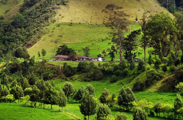 Cocora Долини Саленто Колумбії Південна Америка — стокове фото