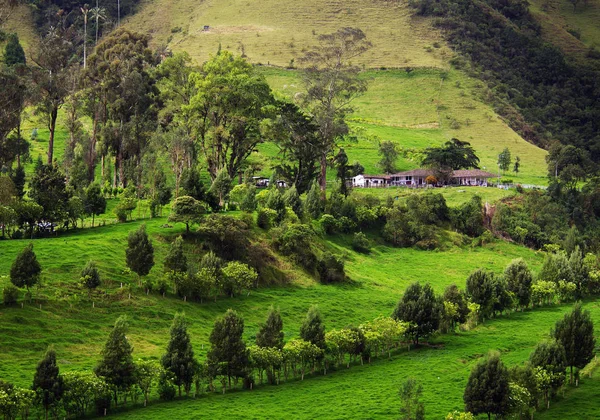 Valle Del Cocora Salento Colombia América Del Sur — Foto de Stock