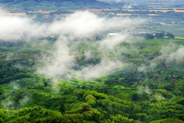 Paesaggio Pluviale Buenavista Quindio Colombia Sud America — Foto Stock