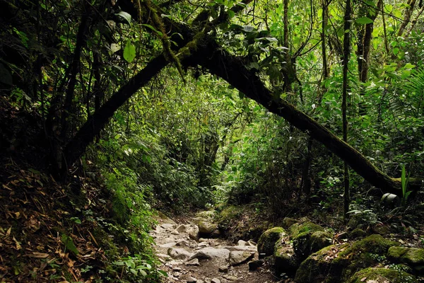 Cocora Vadisi Salento Kolombiya Güney Amerika Nın Bulutlu Manzara — Stok fotoğraf