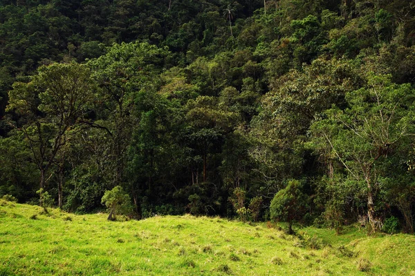 Bewolkt Landschap Van Cocora Vallei Salento Colombia Zuid Amerika — Stockfoto