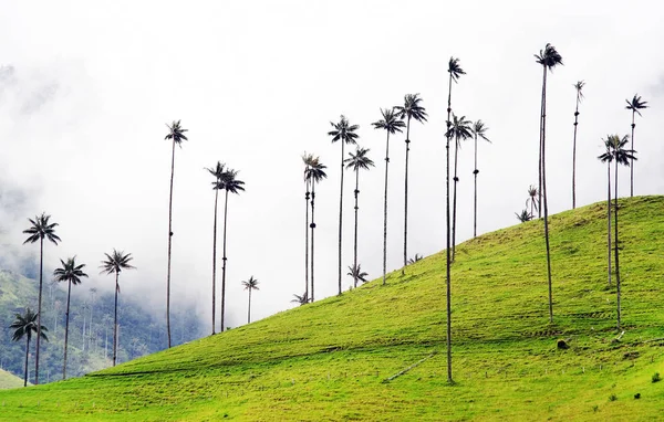 Cloudy landscape of Cocora valley, Salento, Colombia, South America