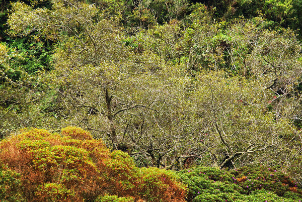 Cocora valley in Cordiliera Central, Salento, Colombia, South America