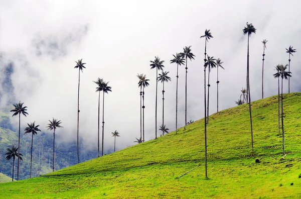 Cocora Vadisi Cordiliera Merkez,: Salento, Kolombiya, Güney Amerika