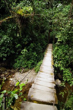 Cocora Vadisi Cordiliera Merkez,: Salento, Kolombiya, Güney Amerika