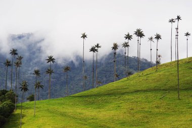 Cocora Vadisi Cordiliera Merkez,: Salento, Kolombiya, Güney Amerika