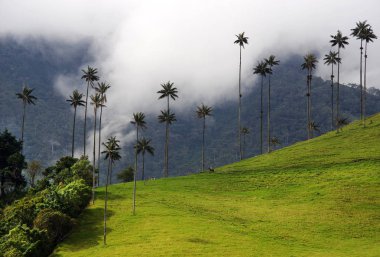 Cocora Vadisi Cordiliera Merkez,: Salento, Kolombiya, Güney Amerika