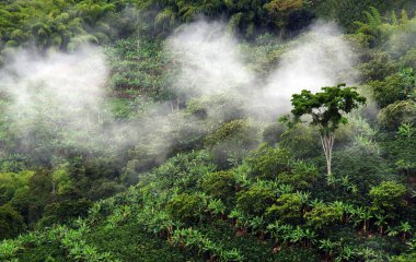 Kahve ve muz plantasyonları Buenavista, Antioquia, Colombia yakınındaki tepeler kaplı