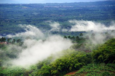 Kahve ve muz plantasyonları Buenavista, Antioquia, Colombia yakınındaki tepeler kaplı