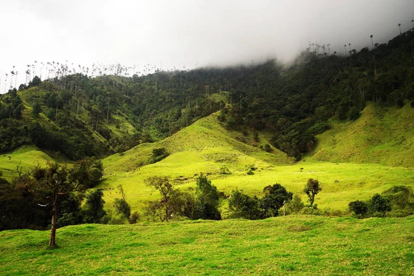 Valle Del Cocora Cordiliera Central Salento Colombia América Del Sur — Foto de Stock
