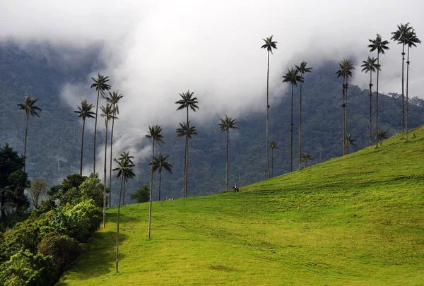 Cocora Dalen Cordiliera Central Salento Colombia Sydamerika — Stockfoto