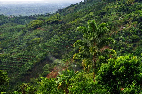 Colline Coperte Piantagioni Caffè Banane Vicino Buenavista Antioquia Colombia Paesaggio — Foto Stock