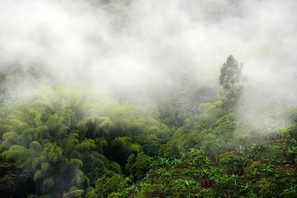Холмы Покрытые Кофейными Банановыми Плантациями Недалеко Буэнависты Антиокия Колумбия Мистический — стоковое фото