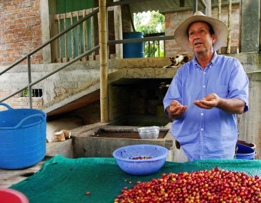 Quindio, Kolombiya, Güney Amerika'da rehberli kahve turu