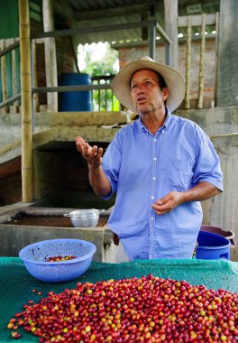 Quindio, Kolombiya, Güney Amerika'da rehberli kahve turu