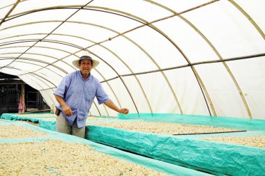 Quindio, Kolombiya, Güney Amerika'da rehberli kahve turu